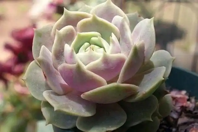 多肉露娜莲和丽娜莲堪比绕口令,没被绕迷糊的都是资深"肉迷"