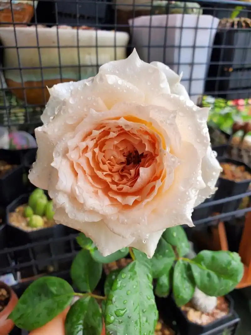 莫妮卡戴维月季