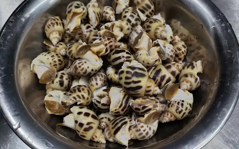 大厨分享一道酒店粤菜"盐焗花螺"做法正宗_哔哩哔哩_bilibili