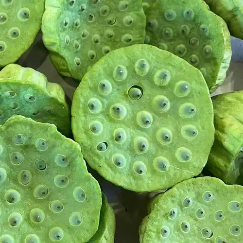 2022年现摘现发洪湖新鲜莲蓬生吃带籽水果孕妇当季嫩莲子湖北特产