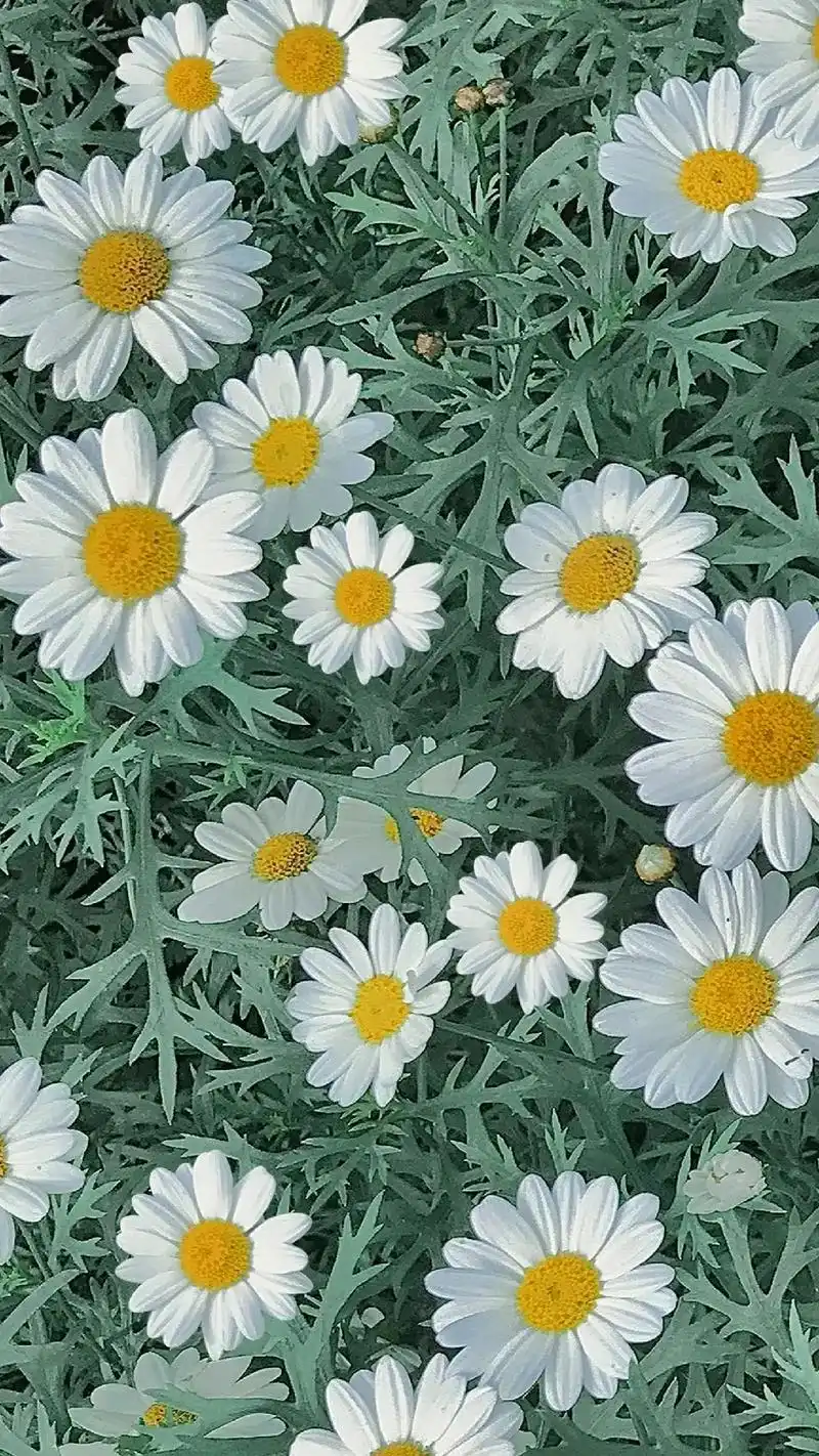 如果感到生活很累,不妨试试小雏菊壁纸!"雏菊的花语:纯洁的美 - 抖音