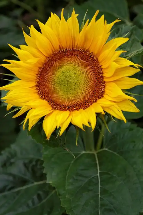 向日葵图片你就是自己的太阳