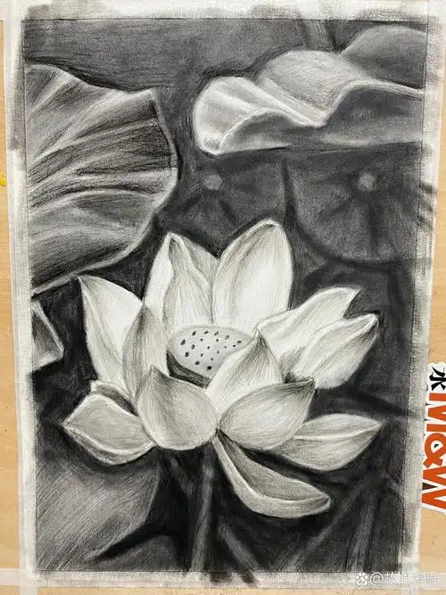 素描— 荷花(步骤图)