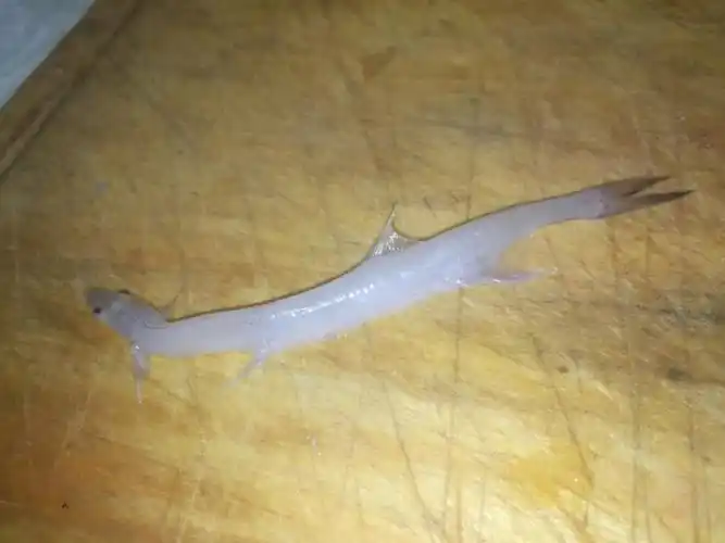 这洗小鱼的时候,洗出来一条这样的鱼#鱼 #白色鱼