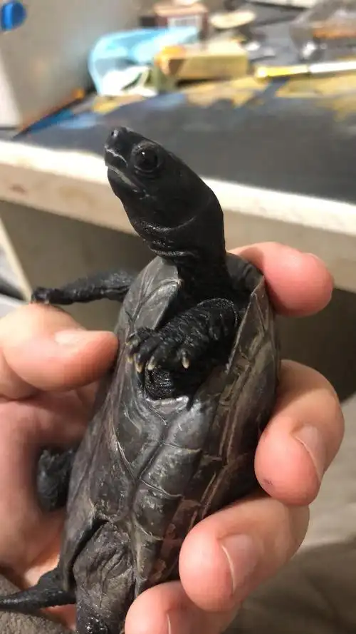 晒晒我的八成墨龟