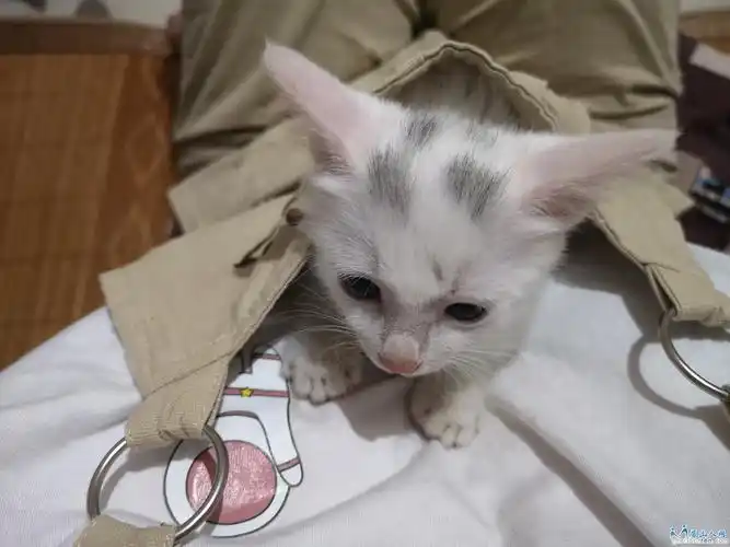 小土猫找主人,非诚勿扰!有意私聊,猫咪应该是个妹妹