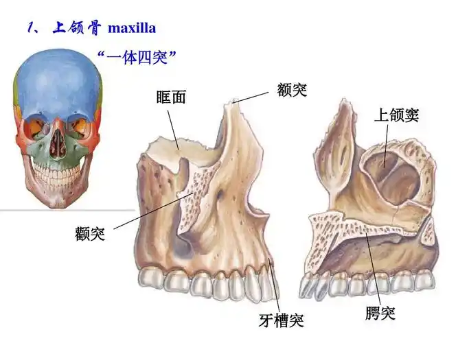《人体解剖学》系列实用课件 1,上颌骨 maxilla "一体四突" 眶面 额突