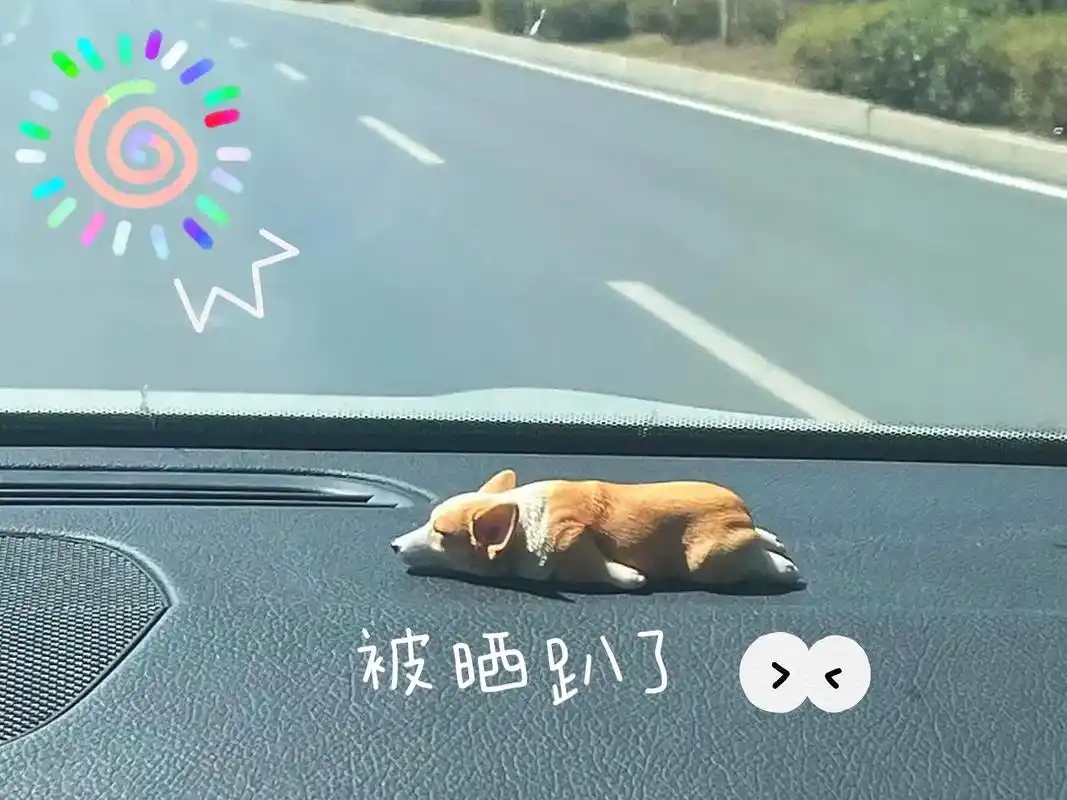 炎炎夏日车子里有只热化了的柯基宝宝敲可爱.