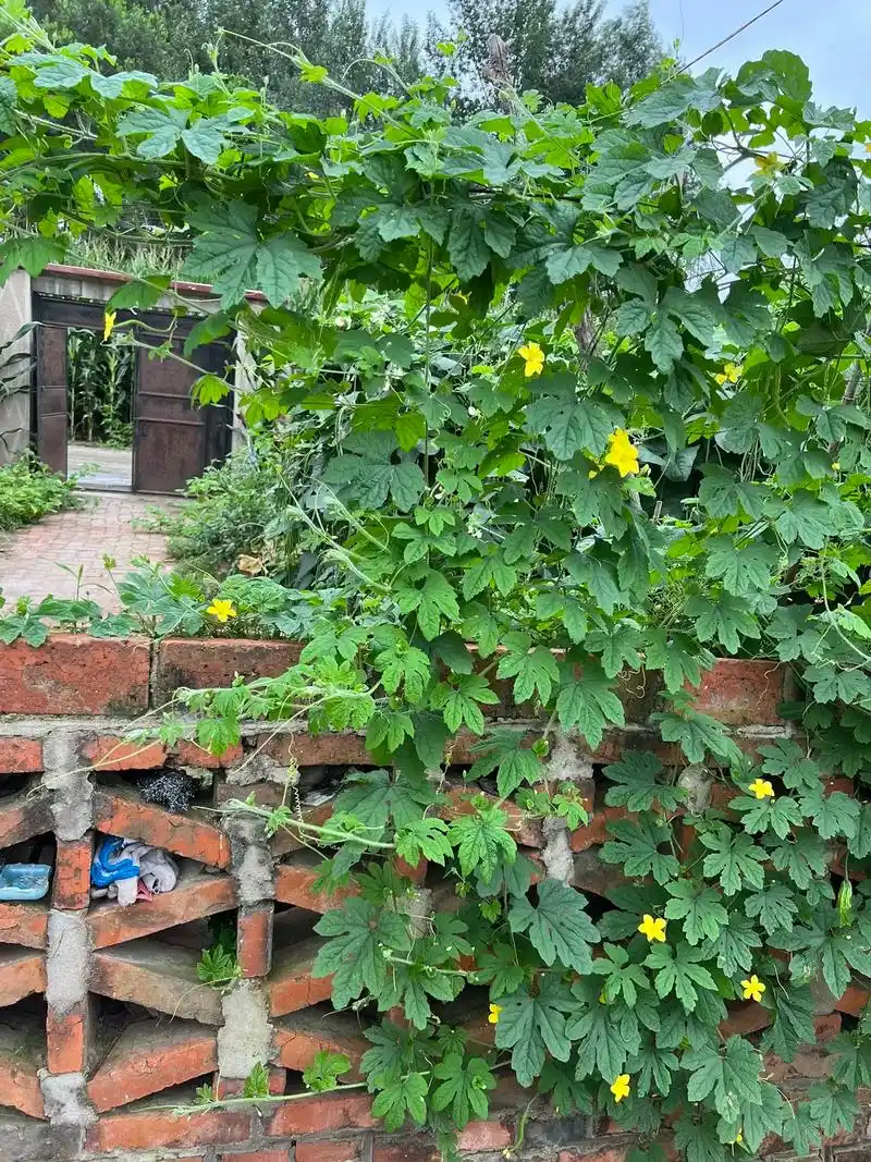 东北农村.夏天就来东北农村吧-     来东北农村,你能看到 - 抖音