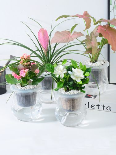 > 水培花卉植物室内花玻璃