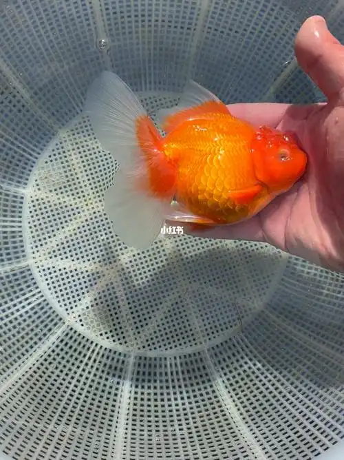 12厘米左右精品娃娃脸将军百褶红泰狮99包