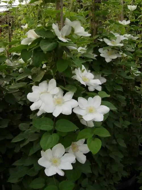 我国城市绿化中常用的攀援植物-景观设计-筑龙园林景观论坛