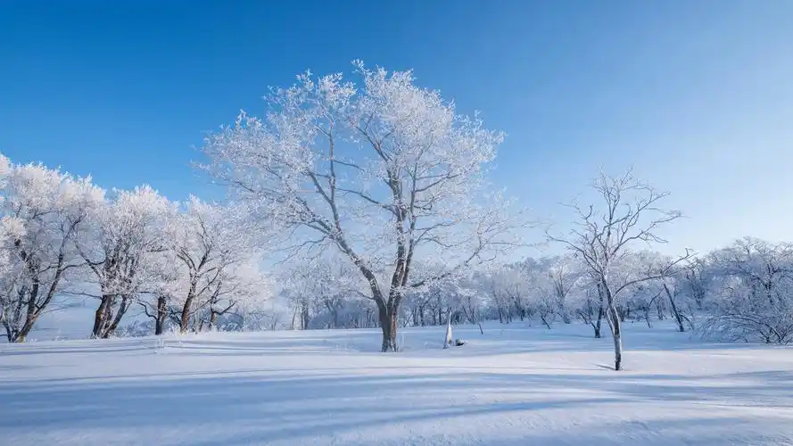 冬天 雪景 树林 雪地 自然风景桌面壁纸