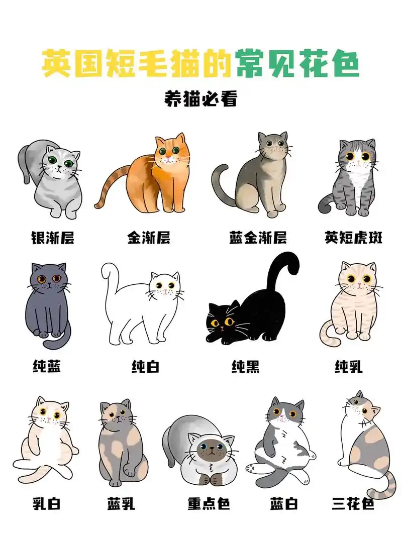 养猫必看!教你辨认英国短毛猫的十三种花色～ #英短 #抖音动物图鉴