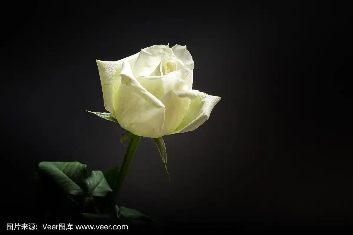 黑色背景上的白玫瑰.