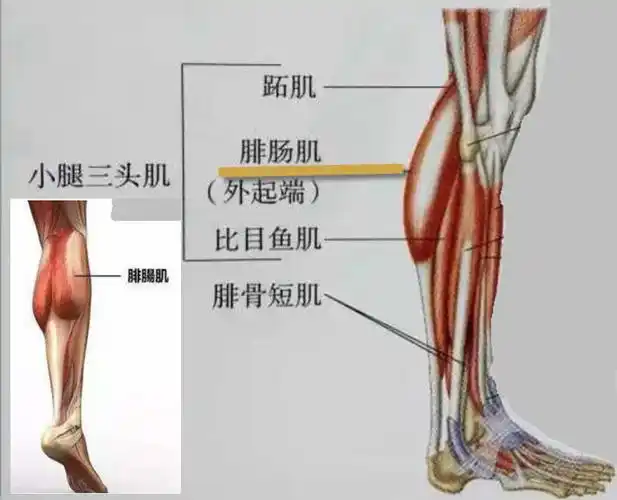 谈谈腓肠肌功能 - 好大夫在线