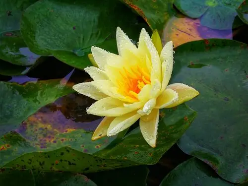 《水莲花》最是那一低头的温柔,恰