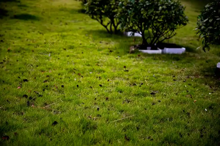 风景摄影绿色草地