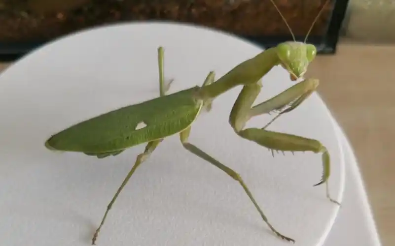 非洲绿巨螳交配