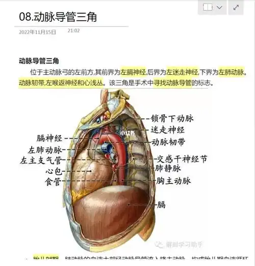 08.动脉导管三角