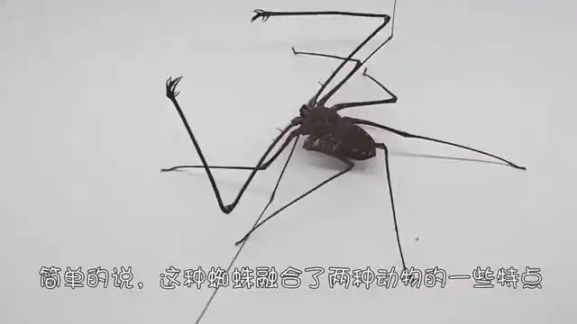 东方鬼鞭蛛如何捕食蟑螂镜头记录下全过程,证明了它的实力