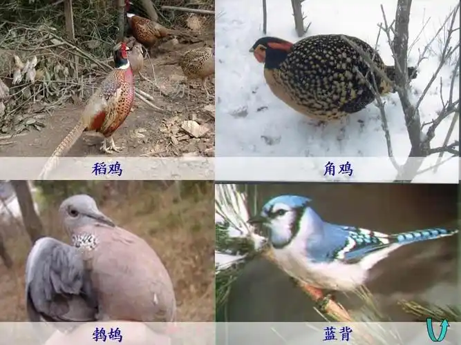 17少年闰土第二课时