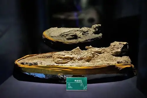 甘肃省博物馆甘肃古生物化石