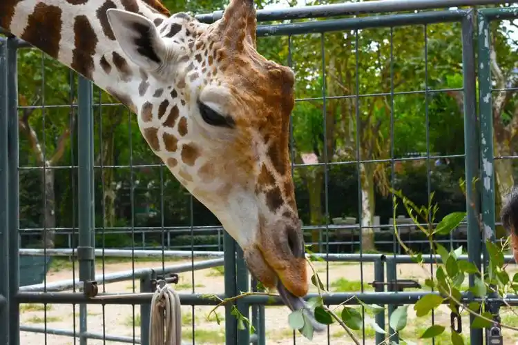 晒几张动物园照片……摄影……后山