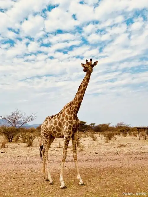 长颈鹿是非洲大陆最高的陆地动物,也是世界上最不寻常的动物之一