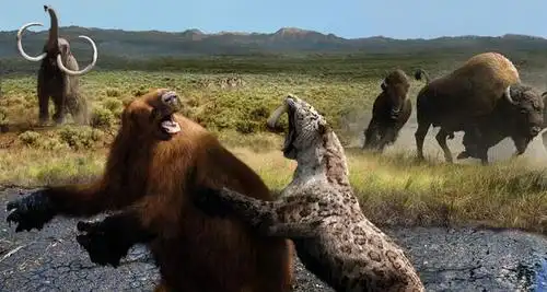 东北虎vs剑齿虎谁的战斗力更强最终结果竟然是三七开