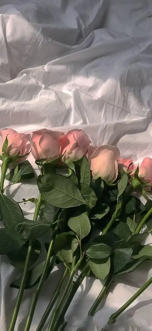 转自 小红书 七七酱 - 堆糖,美图壁纸兴趣社区