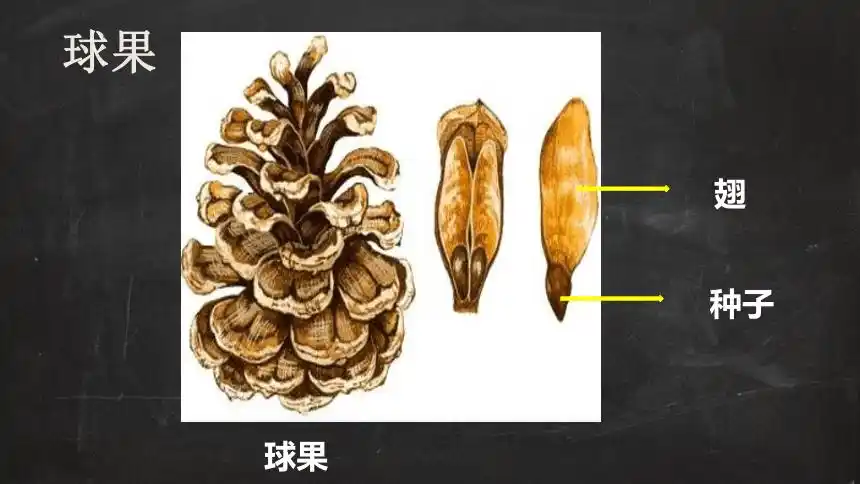 种子没有果皮包被6.裸子植物的主要