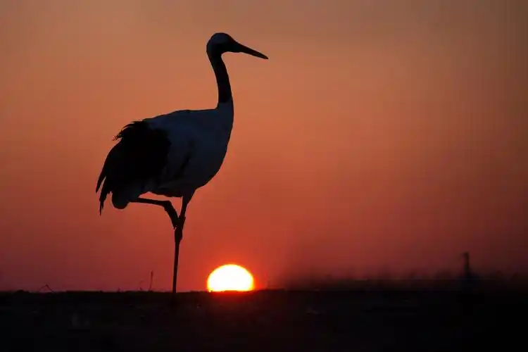 丹顶鹤图片鸟类丹顶鹤