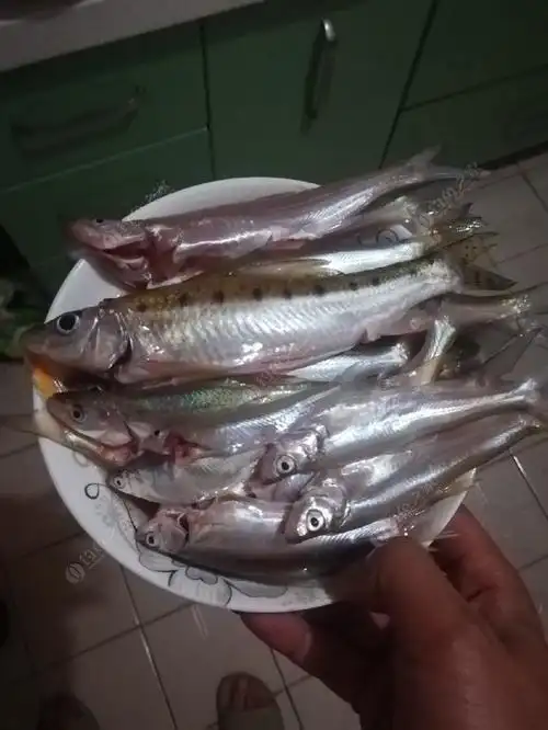 难得重游故地,还是那天那水那鱼