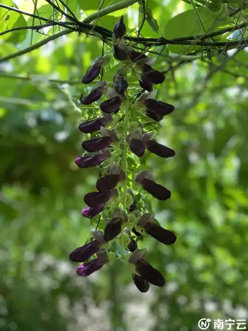 走向我们的小康生活|兴宁区昆仑镇黄宣村:小小猫豆承