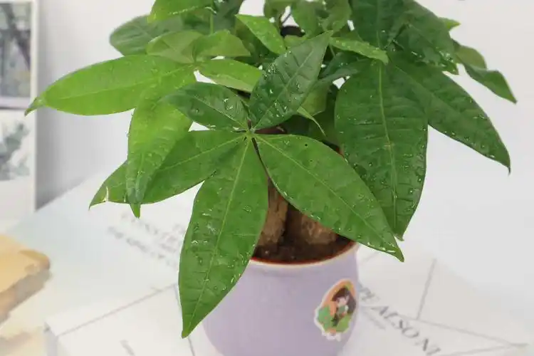 发财树叶子有黄斑怎么办,冬天怎么养才能安全过冬