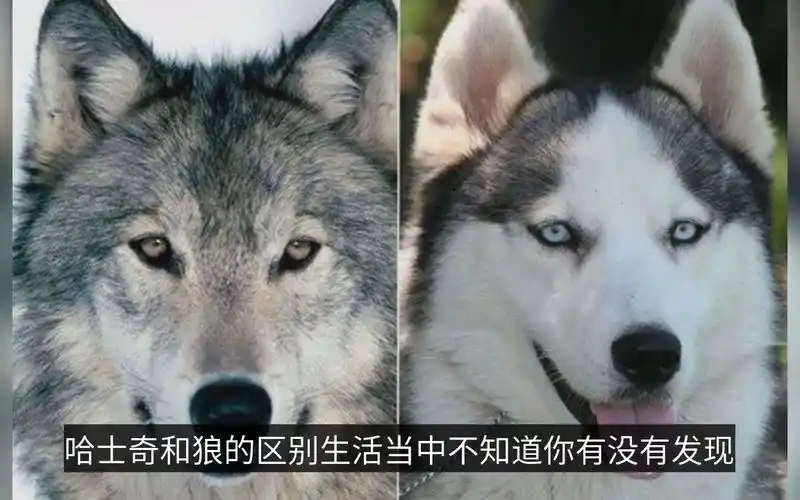 【科普视频】你知道哈士奇和狼的区别吗?