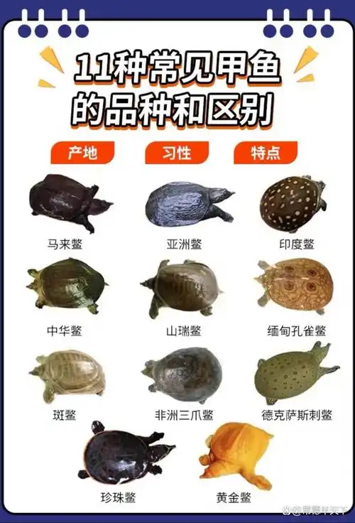 十一种常见甲鱼品种和区别