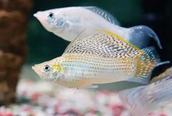 最好养的观赏鱼排行榜懒人新手都过来看看