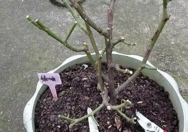 月季冬天就得剪,剪早剪晚都不行,不然连芽都不长!