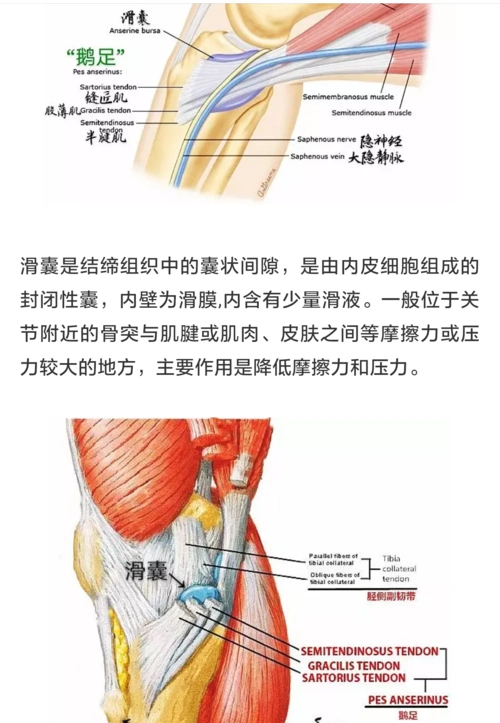 鹅足囊炎是啥如何诊治