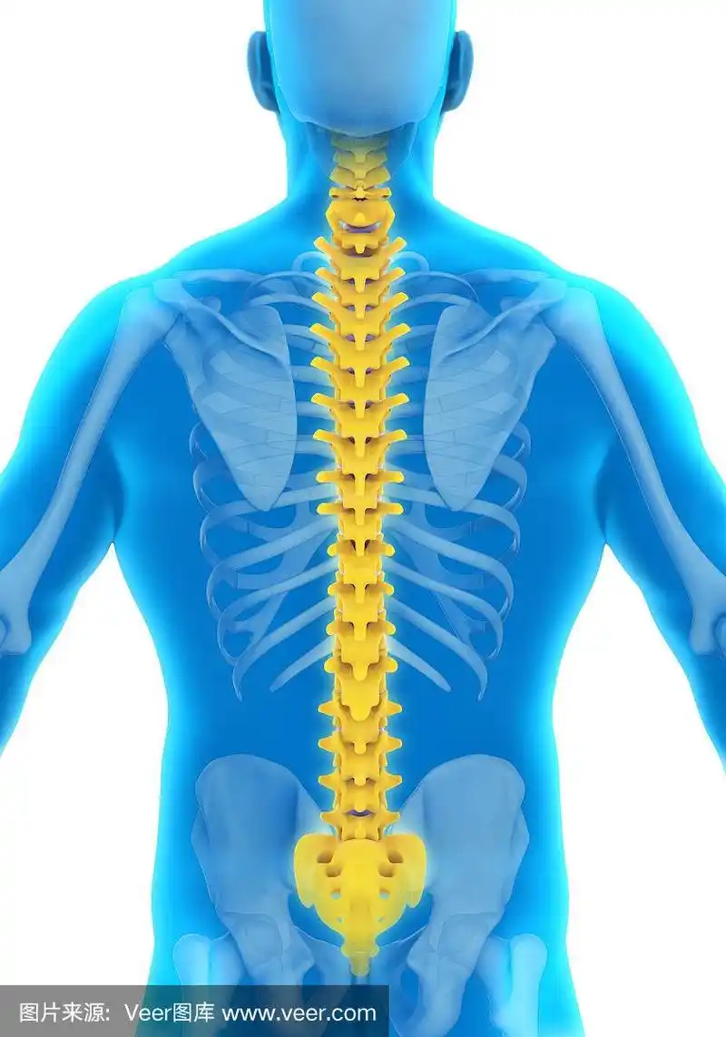 脊柱,垂直画幅,人类骨架,形状,绘画插图