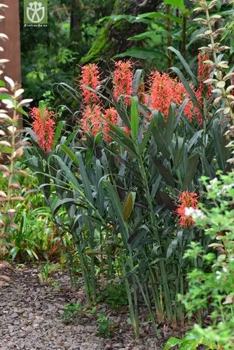 红姜花(hedychium coccineum) (1).jpg 相邻时间拍摄的照片      张