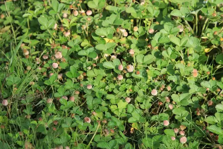 摘地泡儿图吴世荣文陈定国