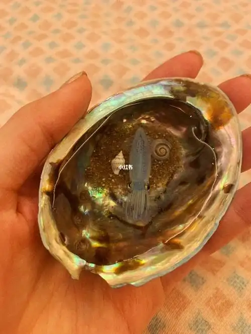 我的迷你小乌贼