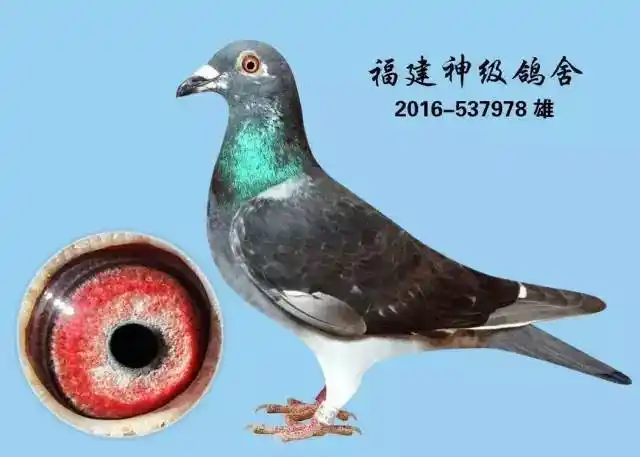 与台湾隔海相望,凭借着得天独厚的地理优势,每年都会大量台鸽被鸽友