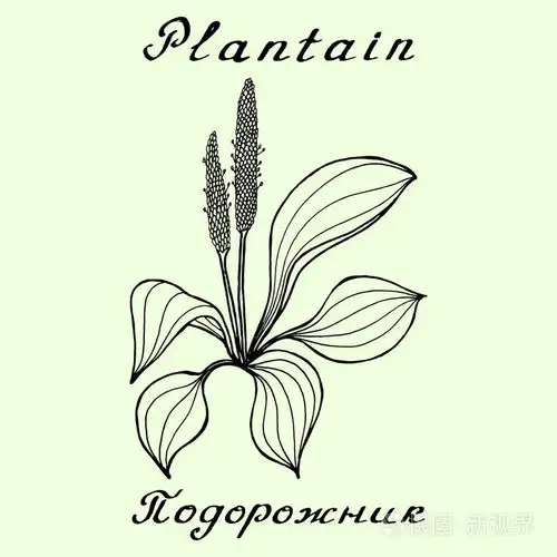 车前草.墨迹绘图和手刻字插画-正版商用图片1nv4lh-摄图新视界