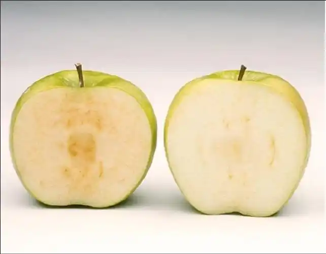 转基因水果知多少##苹果