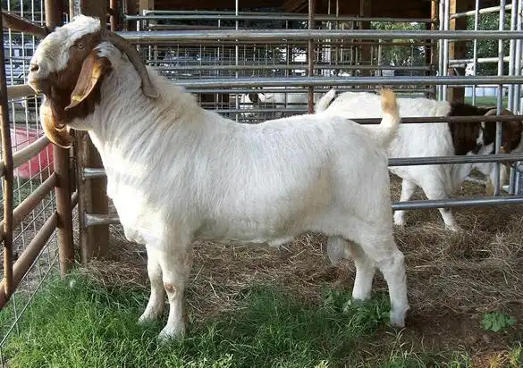 黑河市哪里有波尔山羊养殖场