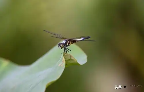 荷叶上的橙斑蜻蜓